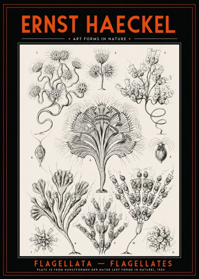 Ernst Haeckel Flagellata - Flagellates No2 - Póster