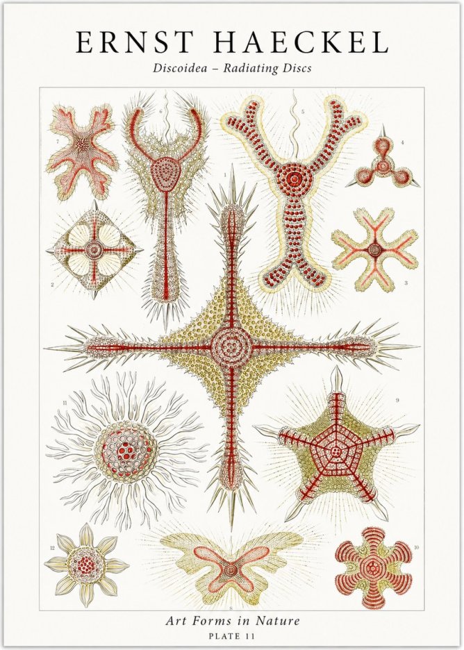 Ernst Haeckel Discoidea – Radiating Discs No1 - Póster