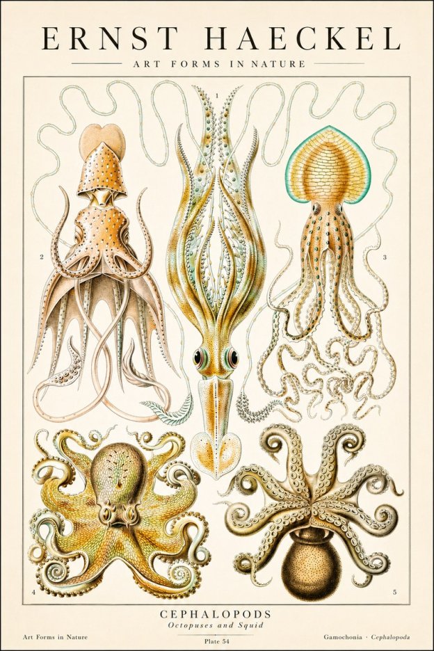 Ernst Haeckel Cephalopods Octopuses and Squid No1 - Póster