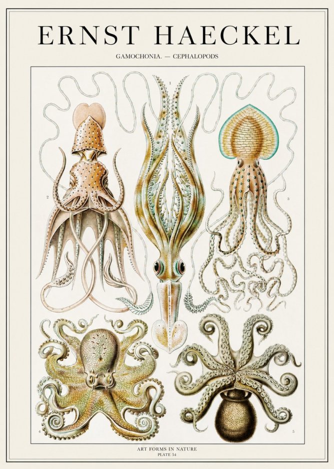 Ernst Haeckel Cephalopods Octopuses and Squid No2 - Póster