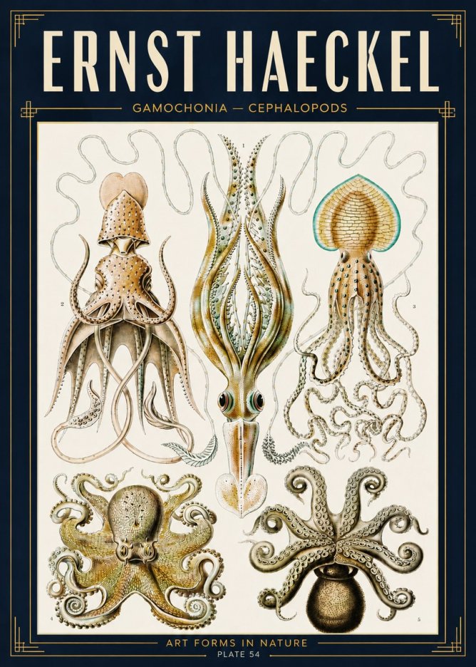 Ernst Haeckel Cephalopods Octopuses and Squid No5 - Póster