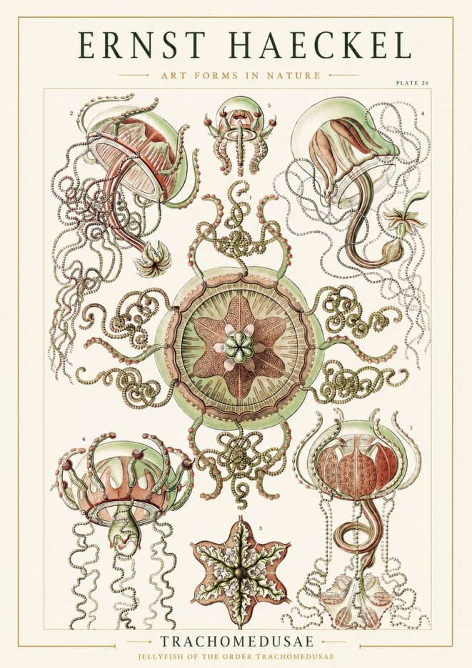 Ernst Haeckel Trachomedusae No1 - Póster
