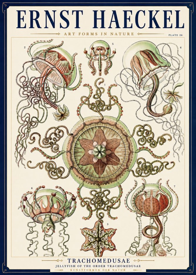 Ernst Haeckel Trachomedusae No3 - Póster