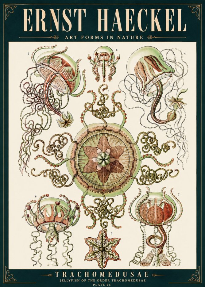 Ernst Haeckel Trachomedusae No4 - Póster