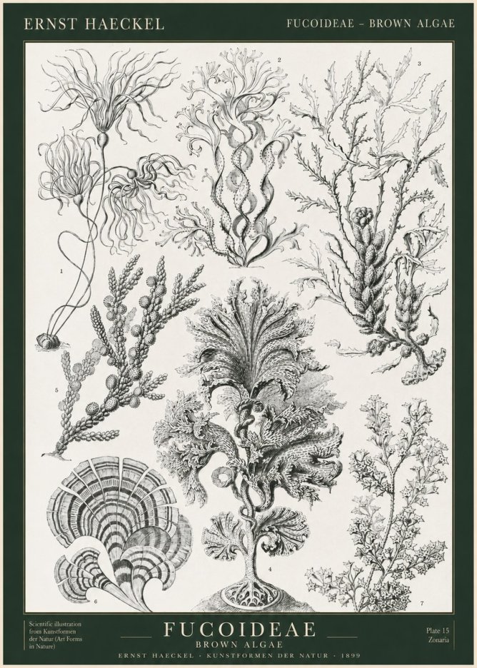 Ernst Haeckel Fucoideae - Brown Algae No1 - Póster