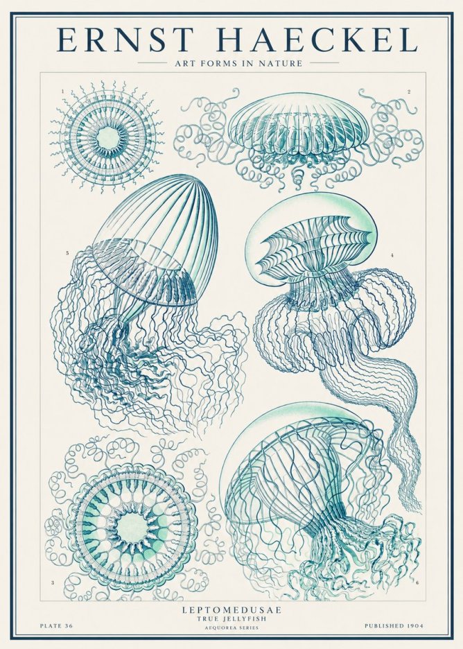Ernst Haeckel Leptomedusae True Jellyfish No1 - Póster
