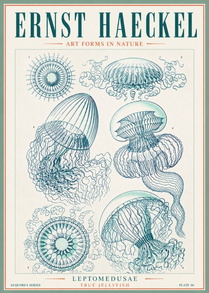 Ernst Haeckel Leptomedusae True Jellyfish No3 - Póster