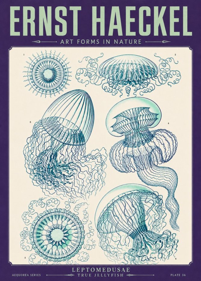 Ernst Haeckel Leptomedusae True Jellyfish No4 - Póster