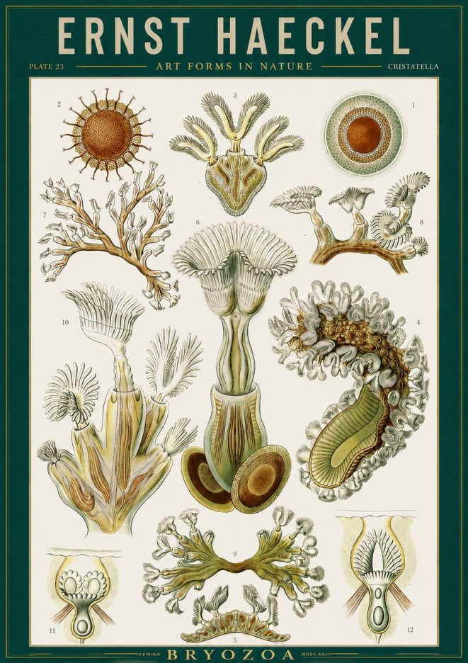 Ernst Haeckel Cristatella No2 - Póster