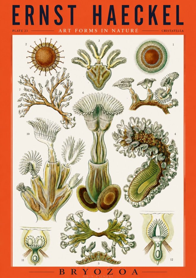 Ernst Haeckel Cristatella No3 - Póster