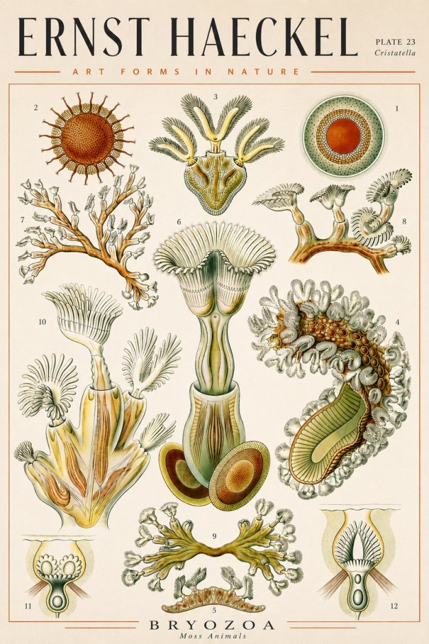Ernst Haeckel Cristatella No4 - Póster