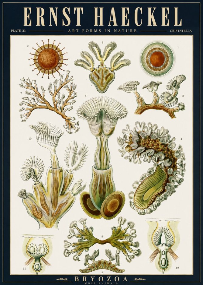 Ernst Haeckel Cristatella No5 - Póster