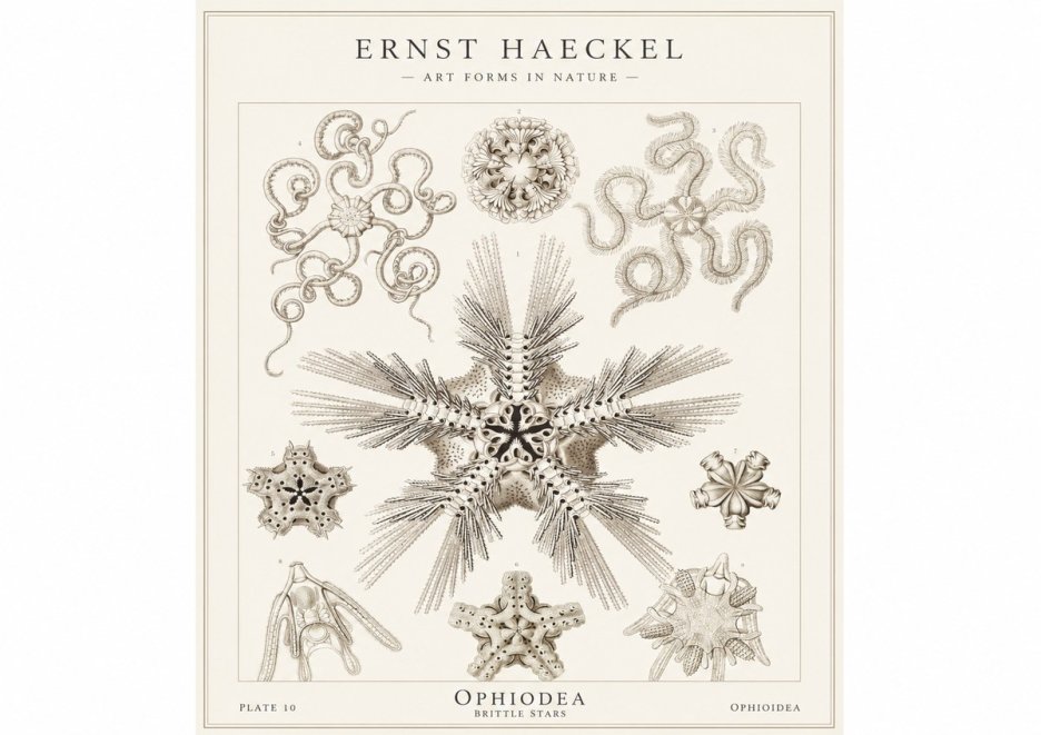 Ernst Haeckel Ophiodea - Brittle Stars I No1 - Póster