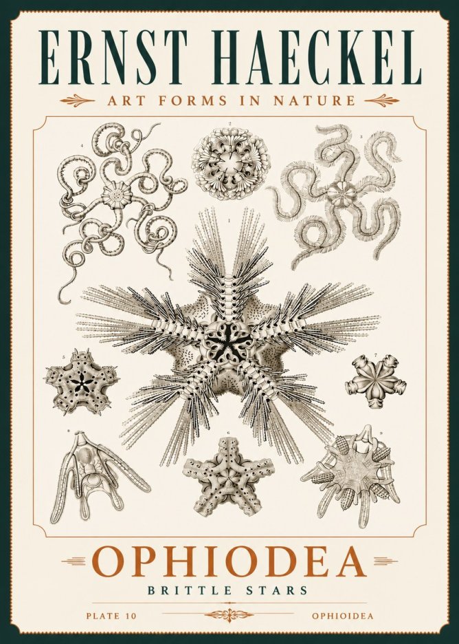 Ernst Haeckel Ophiodea - Brittle Stars I No4 - Póster