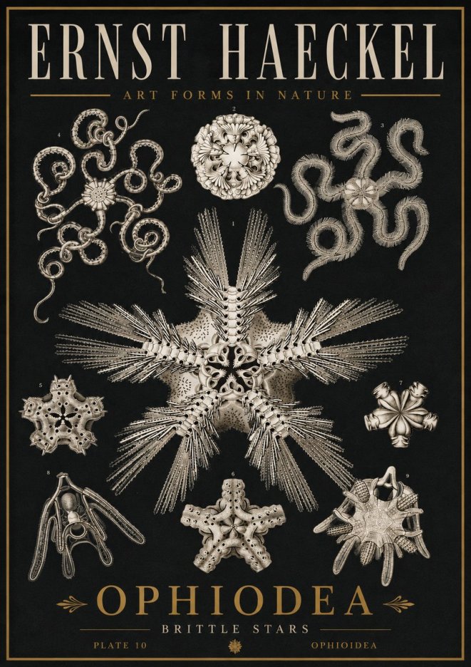 Ernst Haeckel Ophiodea - Brittle Stars I No5 - Póster