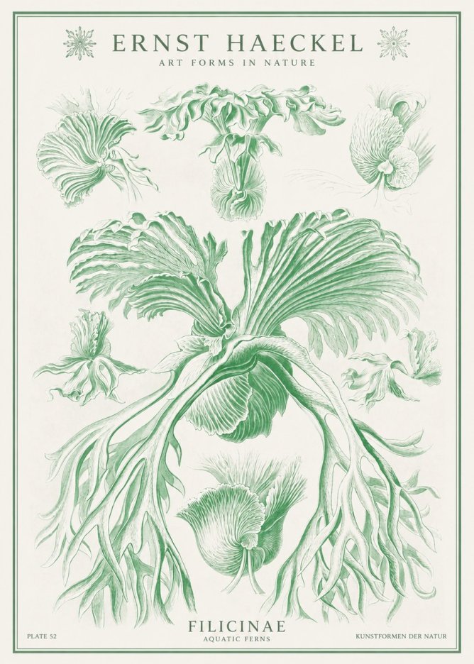 Ernst Haeckel Filicinae No1 - Póster