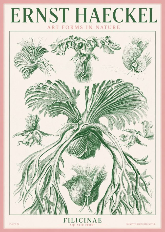Ernst Haeckel Filicinae No3 - Póster