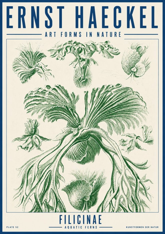 Ernst Haeckel Filicinae No5 - Póster