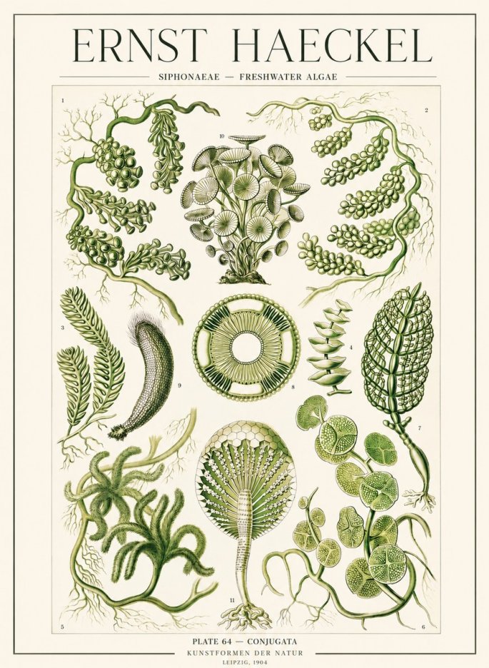Ernst Haeckel Siphonaceae - Freshwater Algae No1 - Póster