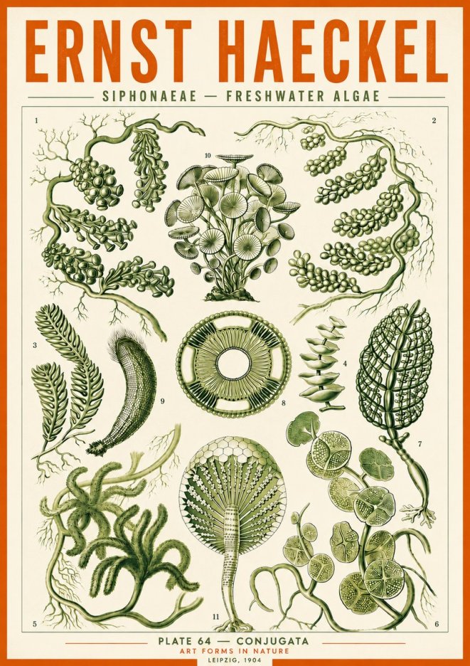 Ernst Haeckel Siphonaceae - Freshwater Algae No5 - Póster