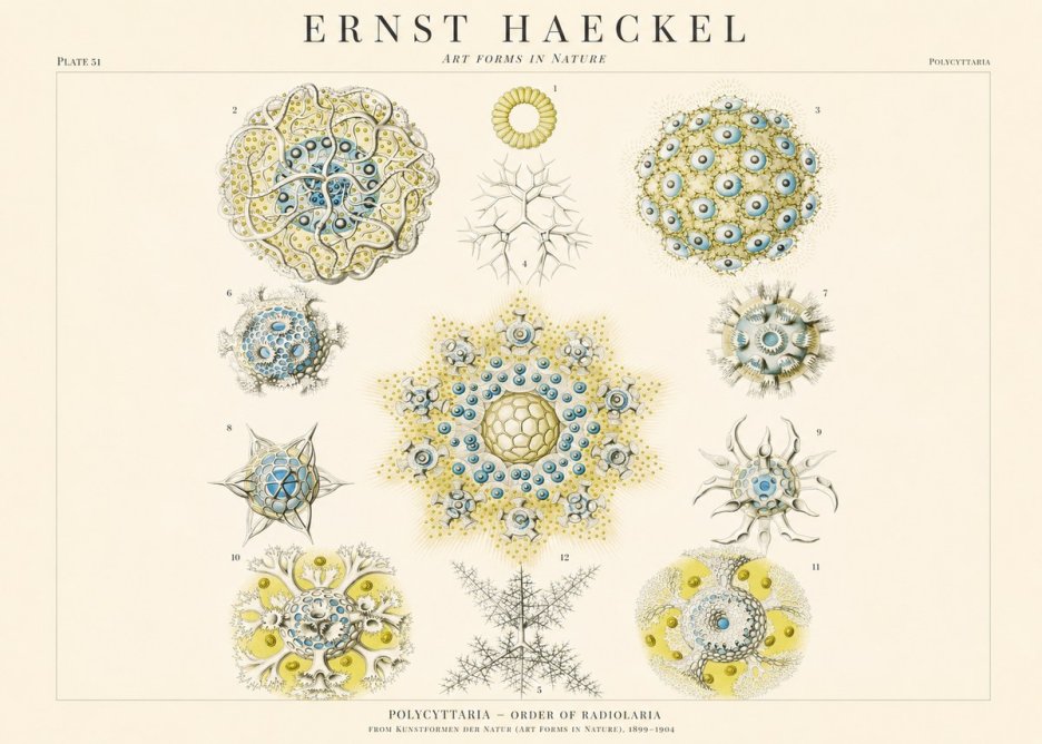 Ernst Haeckel Polycyttaria – Order of Radiolaria No1 - Póster