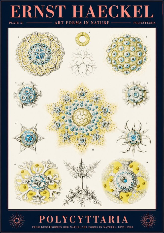 Ernst Haeckel Polycyttaria – Order of Radiolaria No2 - Póster