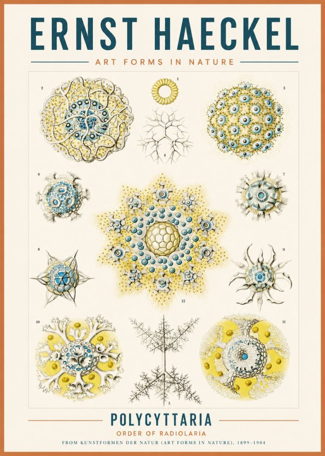 Ernst Haeckel Polycyttaria – Order of Radiolaria No3 - Póster