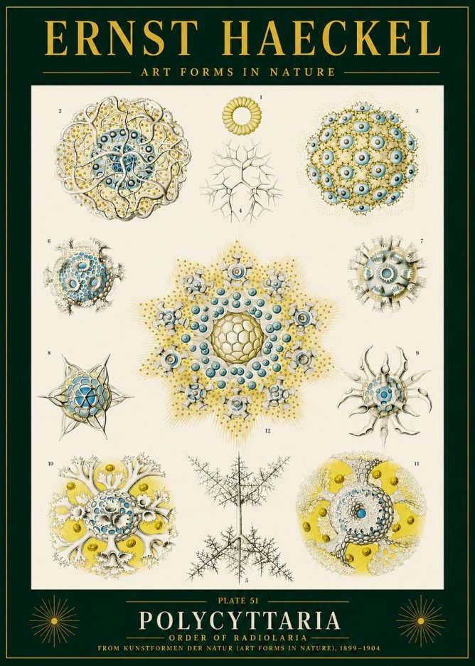 Ernst Haeckel Polycyttaria – Order of Radiolaria No4 - Póster