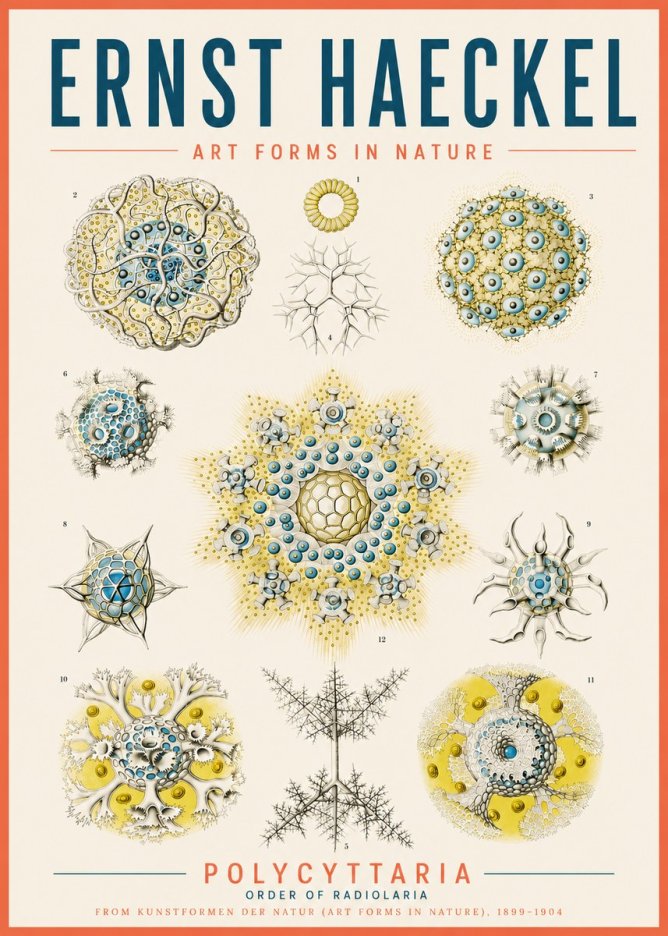 Ernst Haeckel Polycyttaria – Order of Radiolaria No5 - Póster