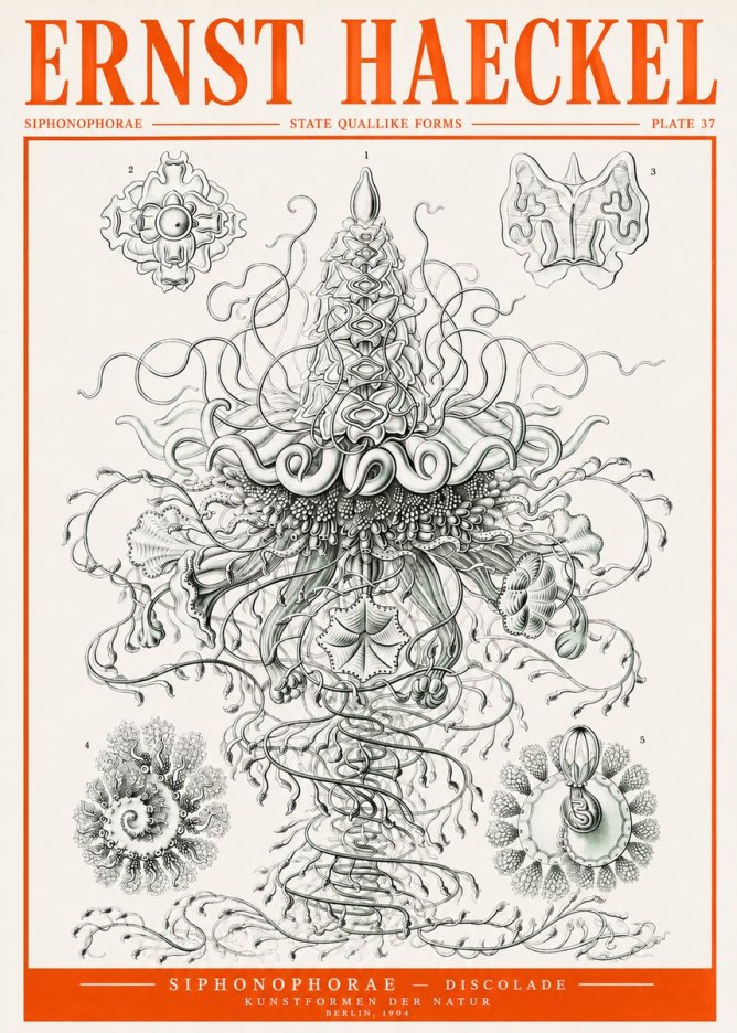 Ernst Haeckel Siphonophorae – State Quallike Forms No2 - Póster