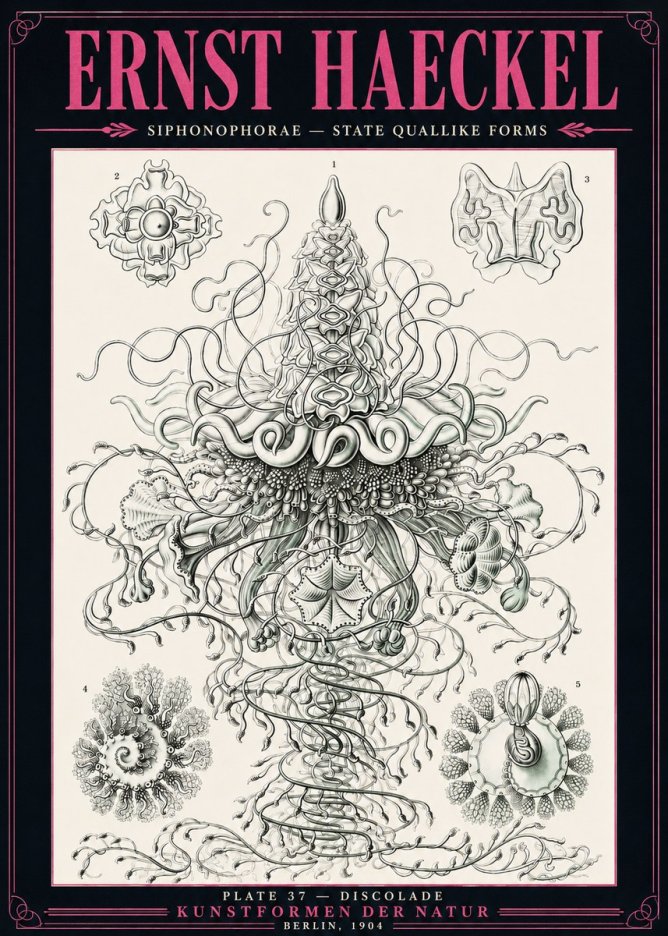 Ernst Haeckel Siphonophorae – State Quallike Forms No3 - Póster