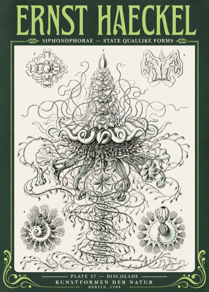 Ernst Haeckel Siphonophorae – State Quallike Forms No4 - Póster