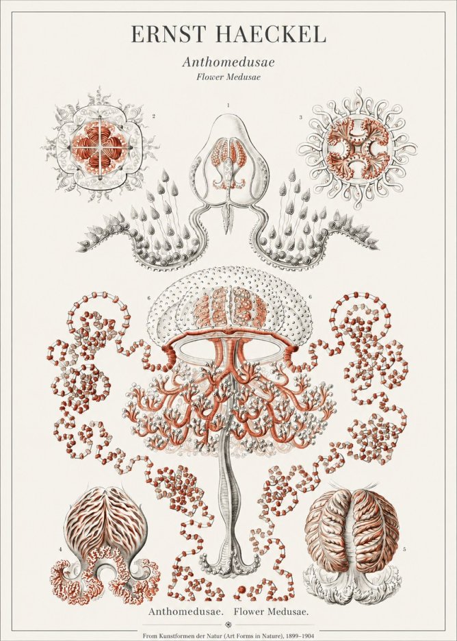 Ernst Haeckel Anthomedusae. Flower Medusae. No1 - Póster
