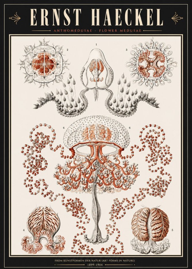 Ernst Haeckel Anthomedusae. Flower Medusae. No3 - Póster