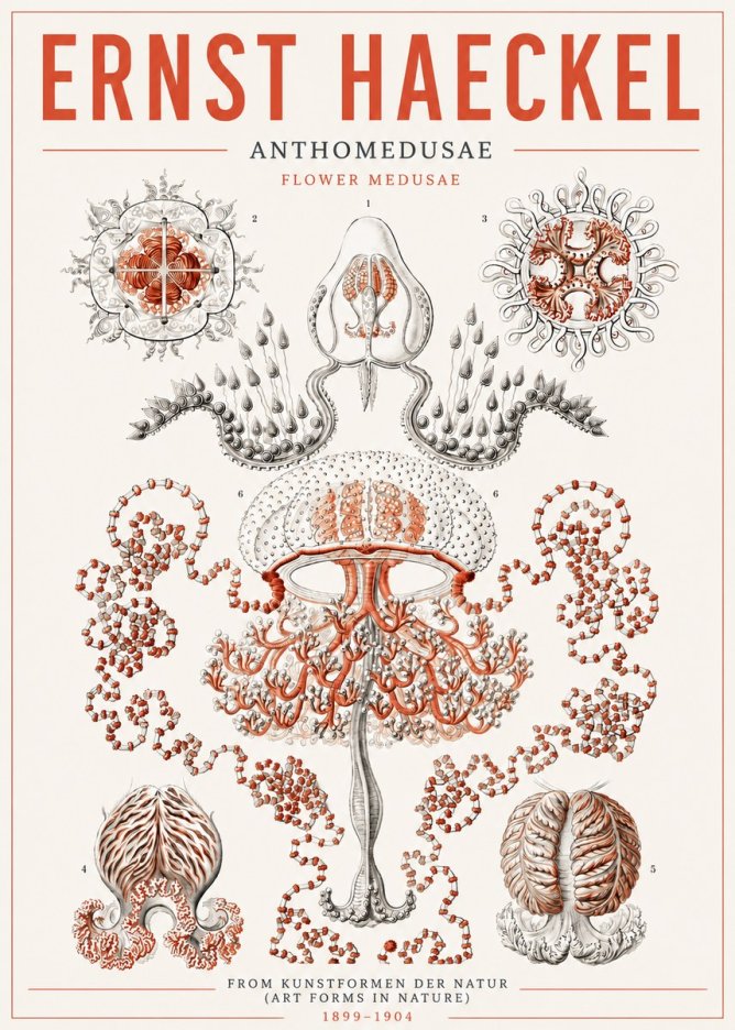 Ernst Haeckel Anthomedusae. Flower Medusae. No5 - Póster