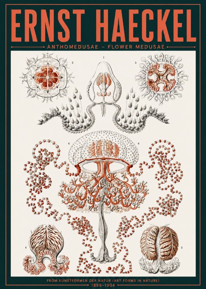 Ernst Haeckel Anthomedusae. Flower Medusae. No6 - Póster