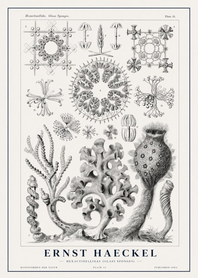 Ernst Haeckel Hexactinellida. Glass Sponges. No1 - Póster
