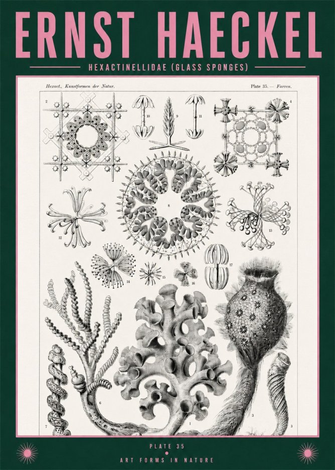Ernst Haeckel Hexactinellida. Glass Sponges. No2 - Póster
