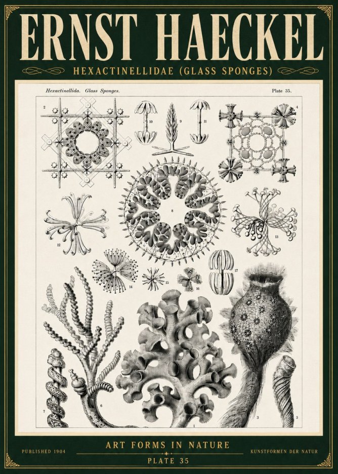 Ernst Haeckel Hexactinellida. Glass Sponges. No5 - Póster