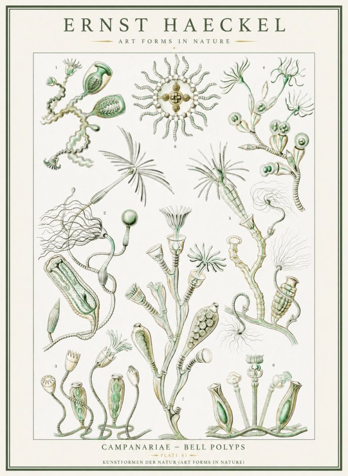 Ernst Haeckel Campanariae – Bell Polyps No1 - Póster