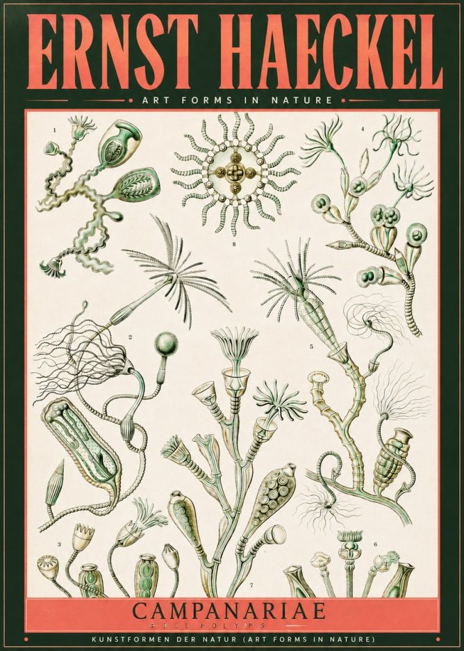 Ernst Haeckel Campanariae – Bell Polyps No2 - Póster