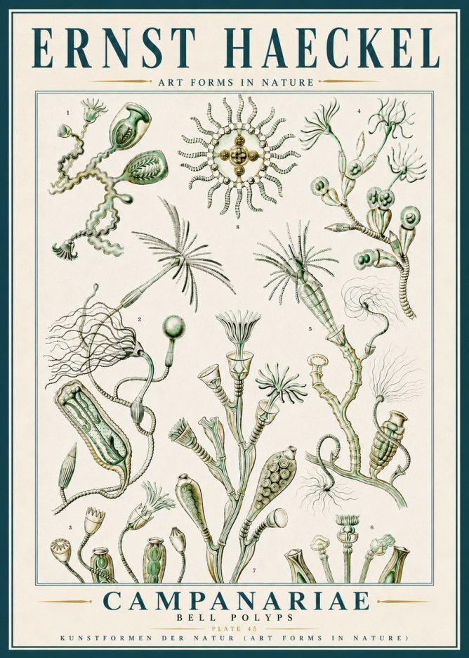 Ernst Haeckel Campanariae – Bell Polyps No5 - Póster