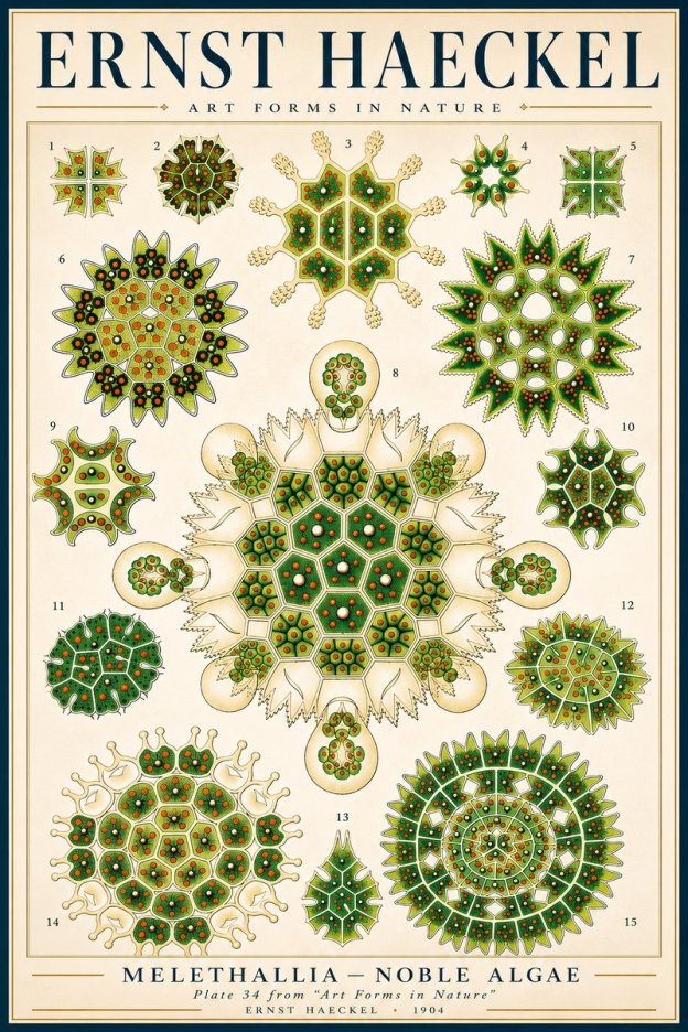 Ernst Haeckel Melethallia - Noble Algae No3 - Póster
