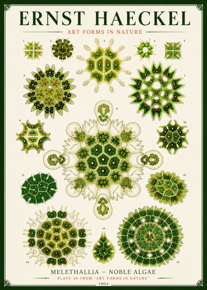 Ernst Haeckel Melethallia - Noble Algae No6 - Póster