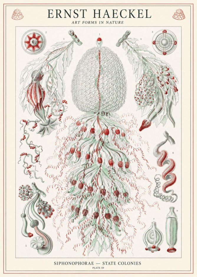 Ernst Haeckel Siphonophorae - State Colonies No1 - Póster