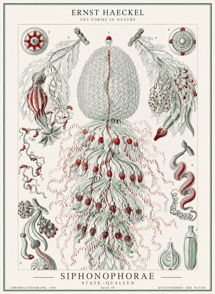Ernst Haeckel Siphonophorae - State Colonies No2 - Póster