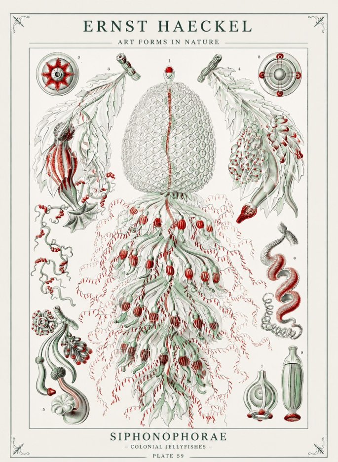 Ernst Haeckel Siphonophorae - State Colonies No3 - Póster