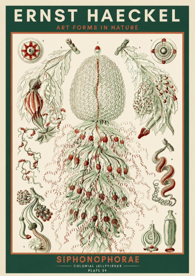 Ernst Haeckel Siphonophorae - State Colonies No4 - Póster