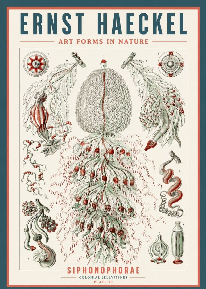 Ernst Haeckel Siphonophorae - State Colonies No5 - Póster