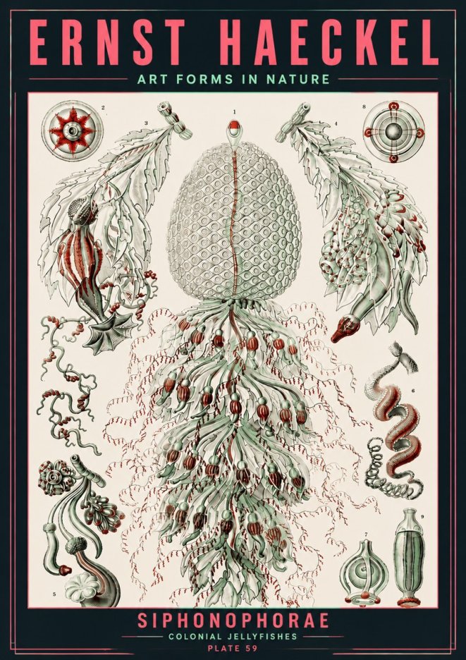 Ernst Haeckel Siphonophorae - State Colonies No6 - Póster
